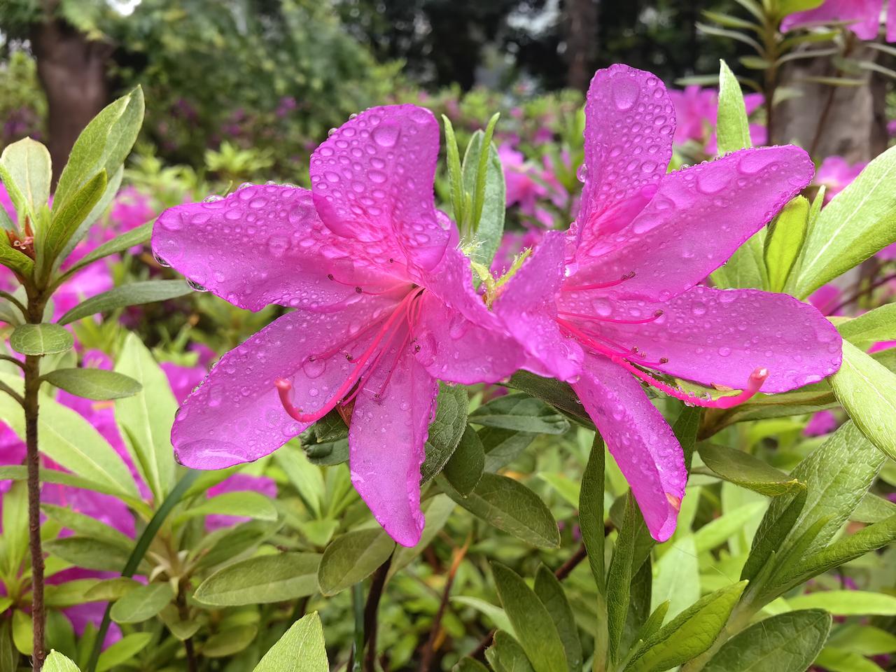 假如海昌智能与鸿仕达申购资金一样多，那么海昌智能正股门槛是多少？根据鸿仕达申购