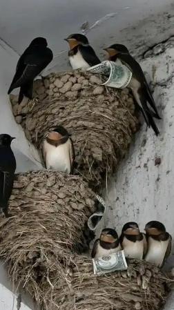 富贵人家从不筑燕子窝，老祖宗早讲清其中玄机：若家中出现燕子，实则是在提醒你这2件