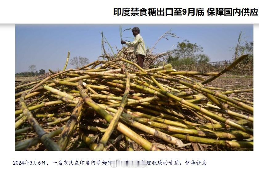 买不到原油和化肥的印度，想了一个招，就是禁止白糖出口，可能这是他们唯一的“招”了