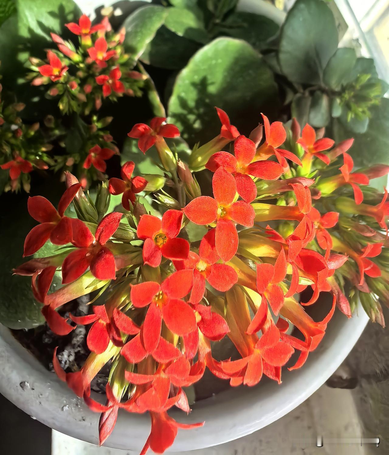 随手扦插的长寿花，如今不仅稳稳活了下来，还热热闹闹地开了一整盆花。这抹浓烈又鲜亮