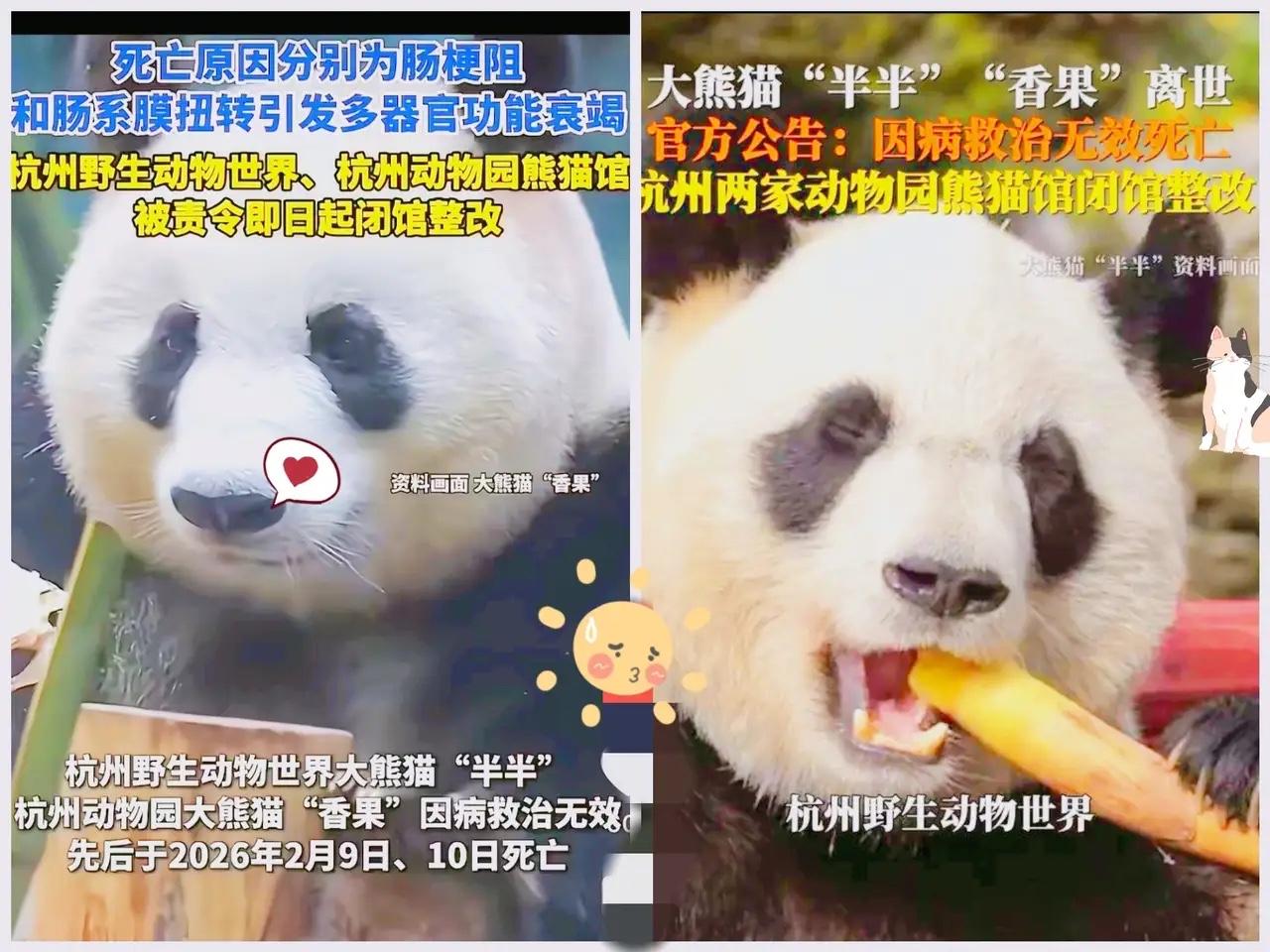 杭州这次真把一手好牌打得稀烂，接连有五只大熊猫没能留住，最近离世的半半和果果，都