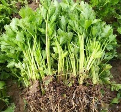 真是不敢相信，一大包蔬菜，快递寄往北京，光运费就要一百几十元。这是何苦呢？难道北