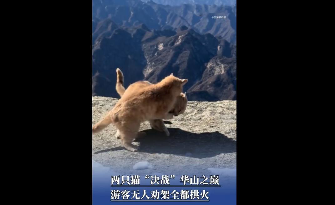 2026年1月8日，陕西华山景区西峰积雪处，两只橘猫上演“肉垫对决”，小橘被逼至
