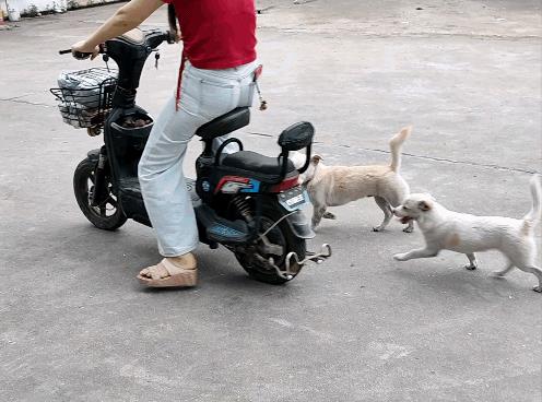 #秋日生活打卡季#谁喂跟谁转！厂妹经常喂狗狗，厂妹上班，两只狗狗迎接。厂妹下班，