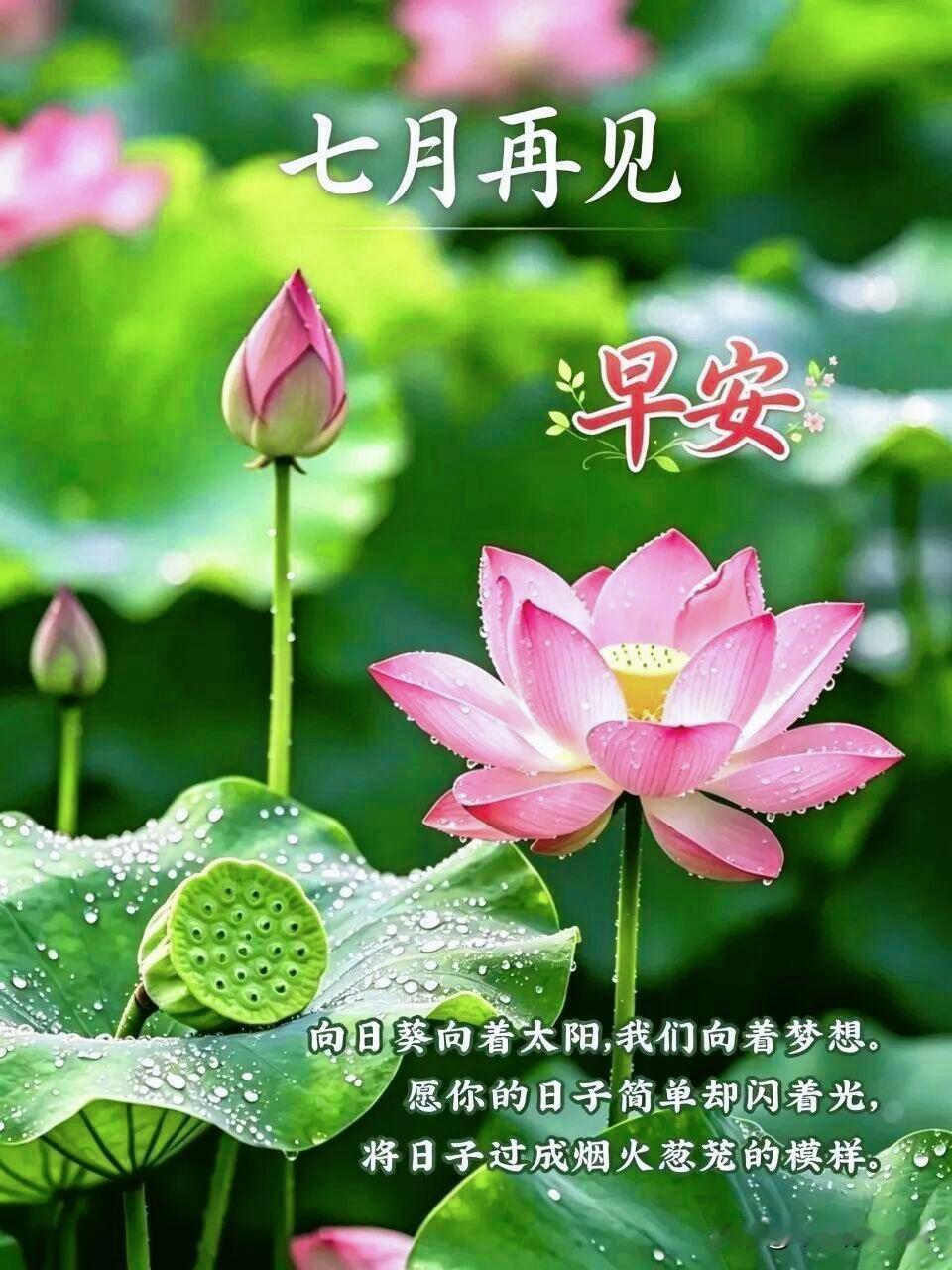 今天是七月的最后一天，七月落幕，八月启程。夏日慢慢走向尾声，翻过七月这一页