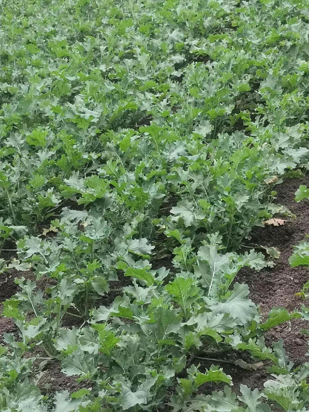 油菜正在成长中，德阳农村中江粮仓农村生活日常农村生活记录