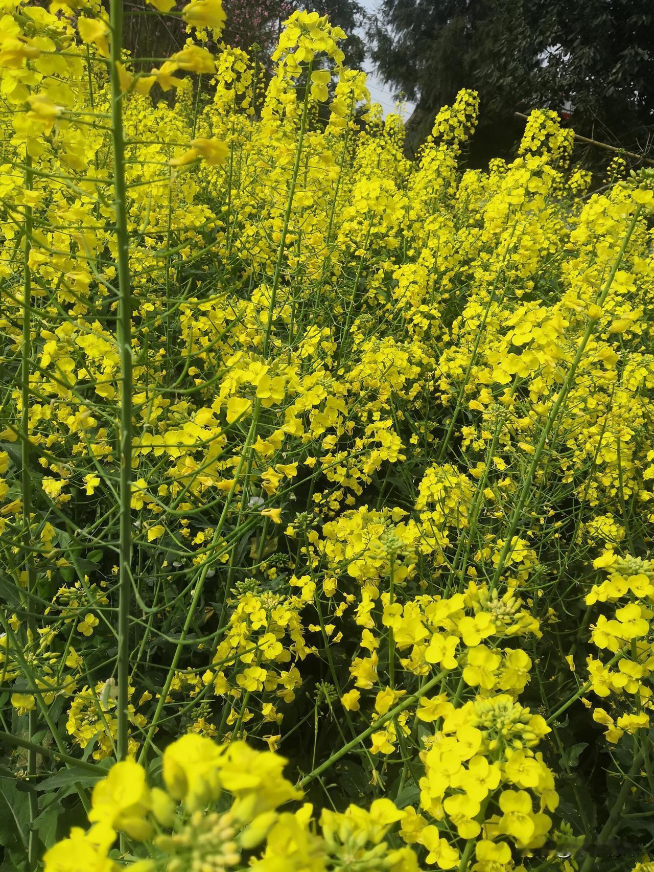 在记忆中三星堆阵也许是，三星堆发现文明的时候，就把这里当成了说成是三星堆遗址，当
