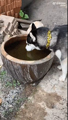 二哈：泡自己的澡，让别的狗无水可喝。