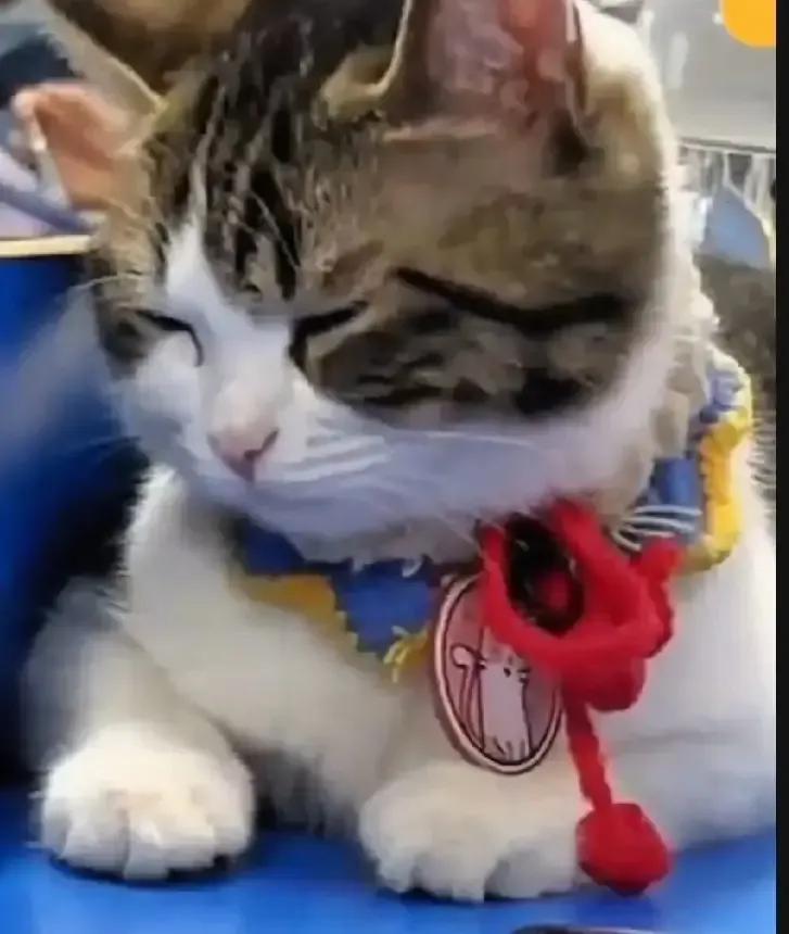 男生把流浪猫抱回宿舍，没几天全楼层排队撸猫，连隔壁学霸都拿罐头换床位。三月开始