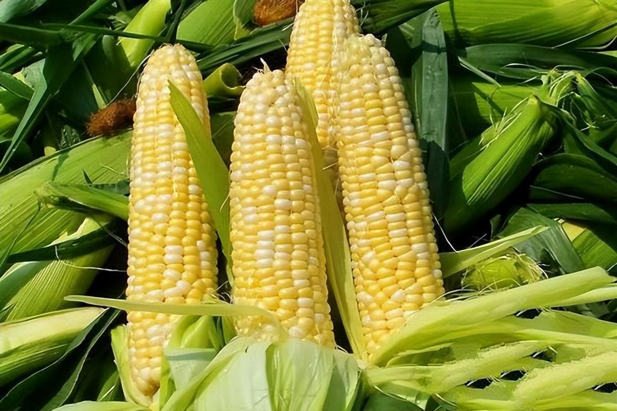 玉米是高血糖的“祸因”？医生：想要血糖稳定，有4种食物要少吃玉米被扣上"血糖