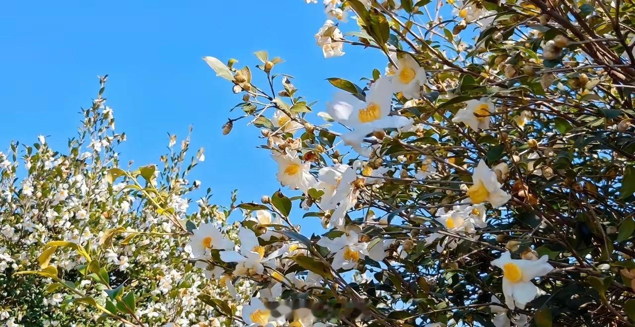 利弗莫尔：市场永远不会错，错的是你自己对市场的判断。：市场永远都是对的，做为交易