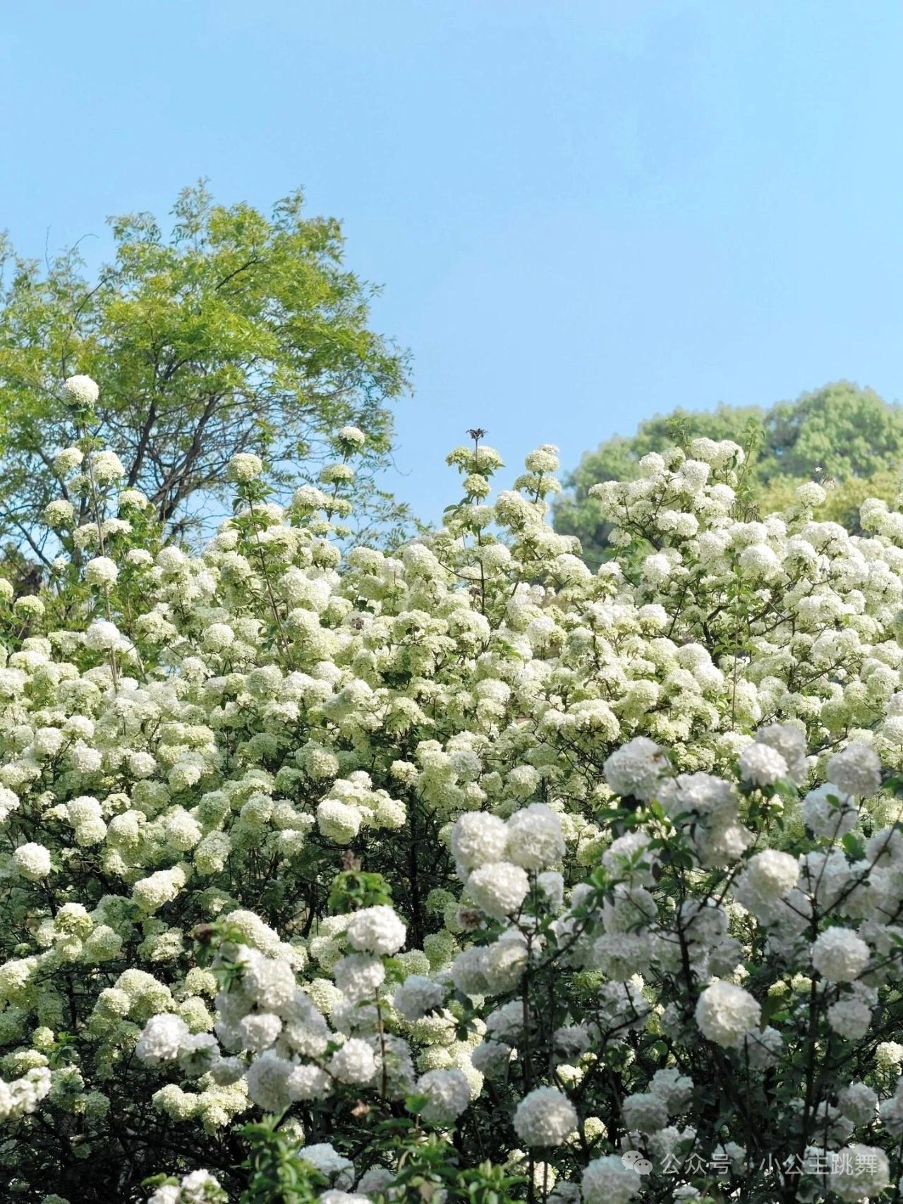 花香花美，人更美