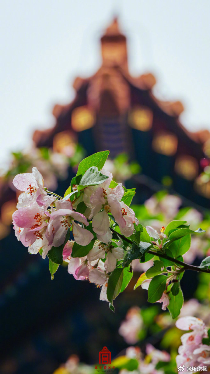 【#雨后故宫海棠醉了春光#】春雨过后，故宫的海棠更显清丽动人。花瓣沾着水珠，红墙