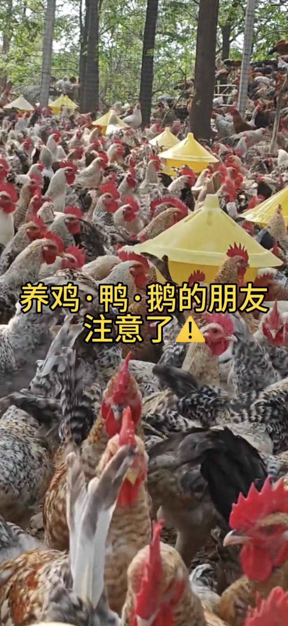 分享养鸡小妙招养鸡人养鸡鸡鸭鹅养殖养殖场专用