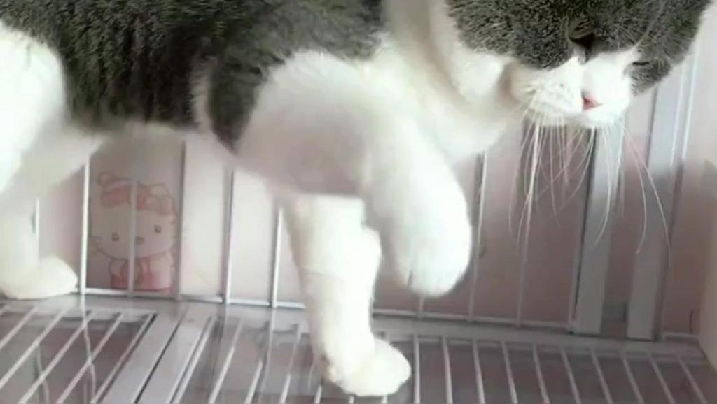 小猫咪搞笑视频 大全 5927623002490441476.jpg?id=0