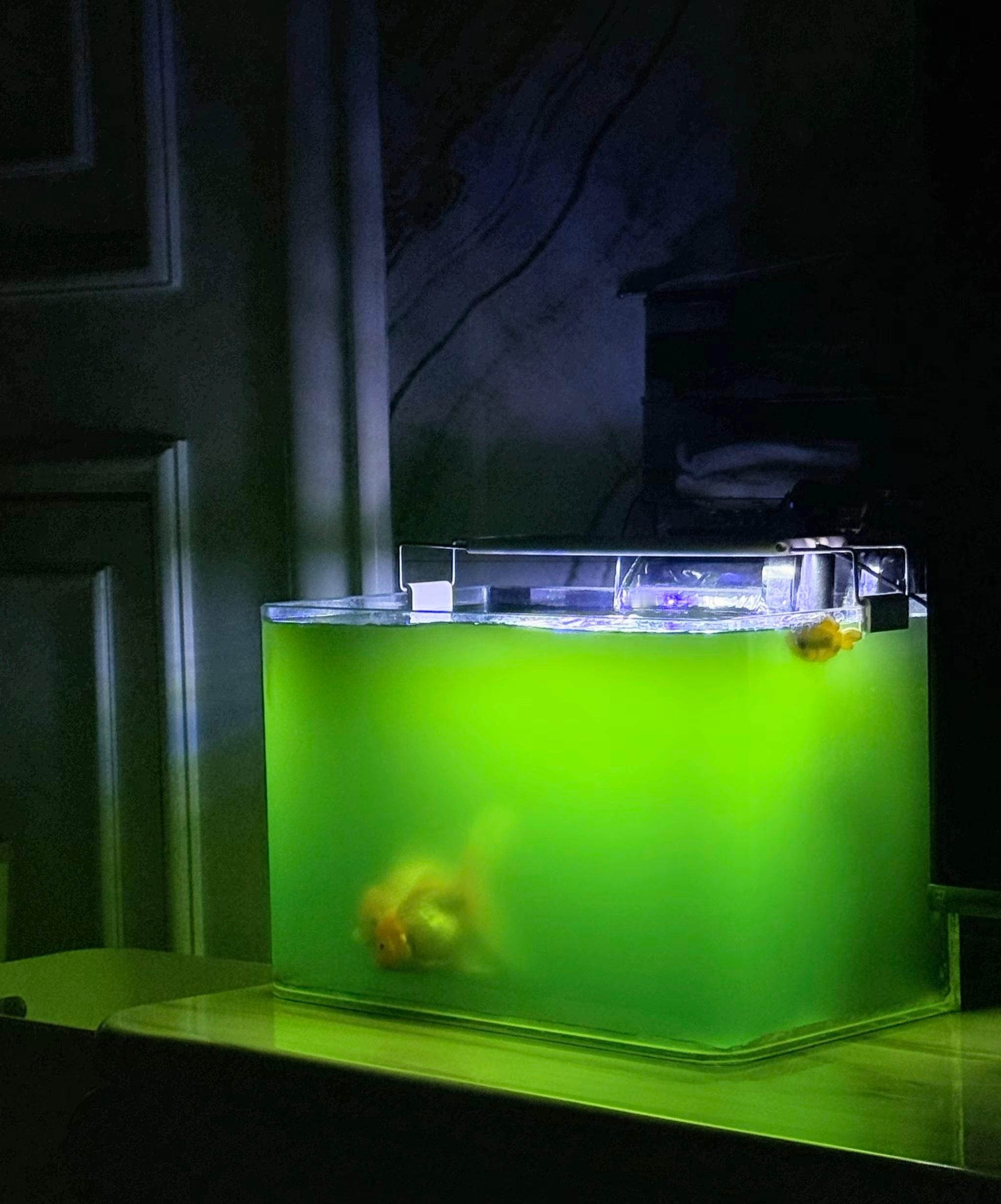 我这鱼缸造景什么水平？养鱼日记