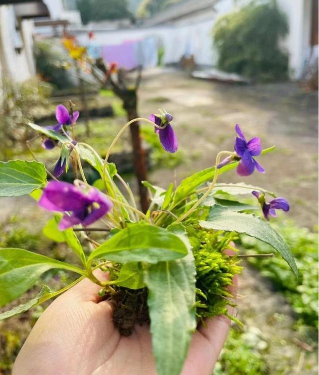 春天随处可见的“紫花地丁”, 栽花盆, 秒变别人“买不起”的样子