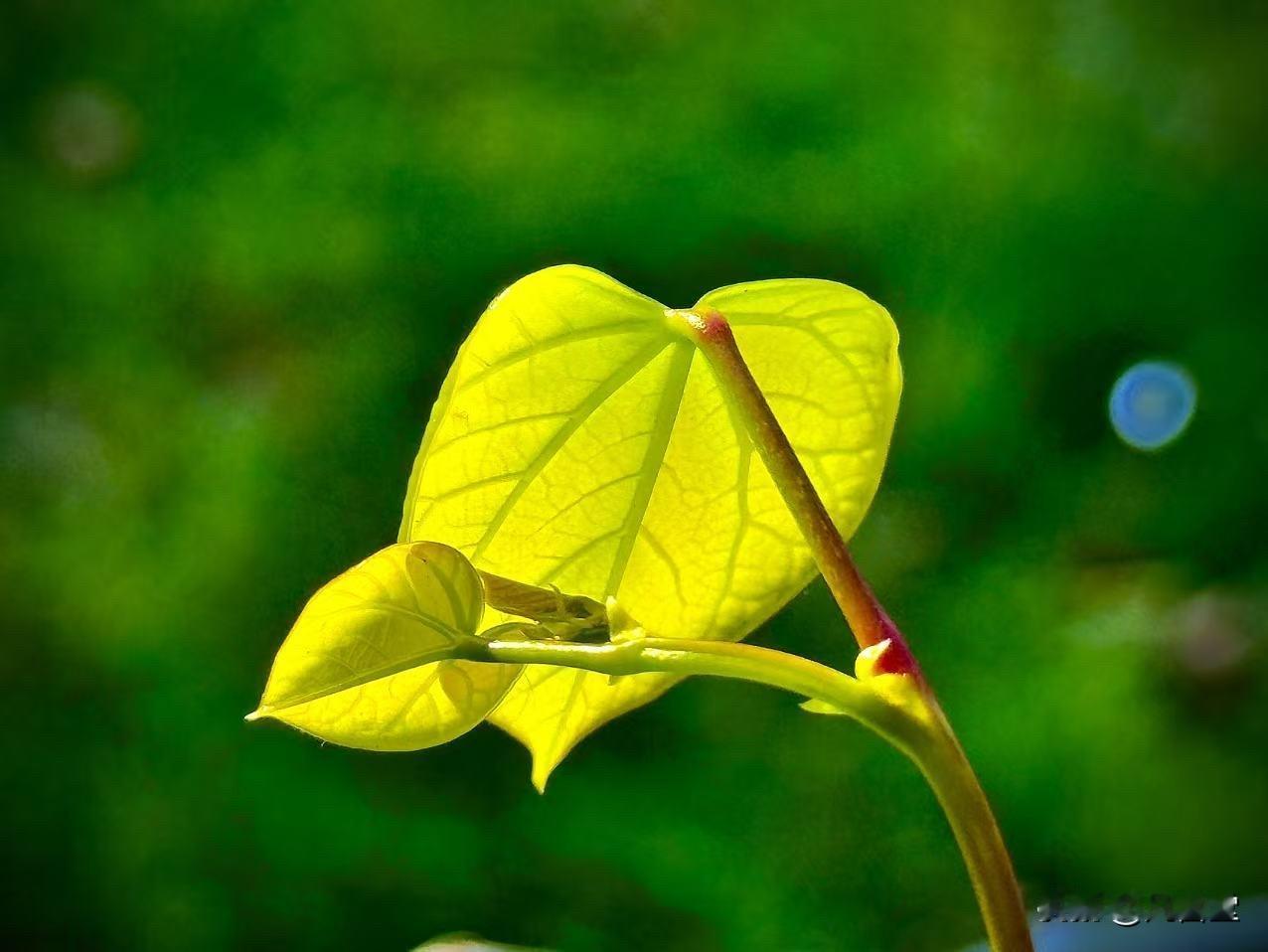 心甘情愿地活着（原创）绿肥红瘦季节的胶着只要