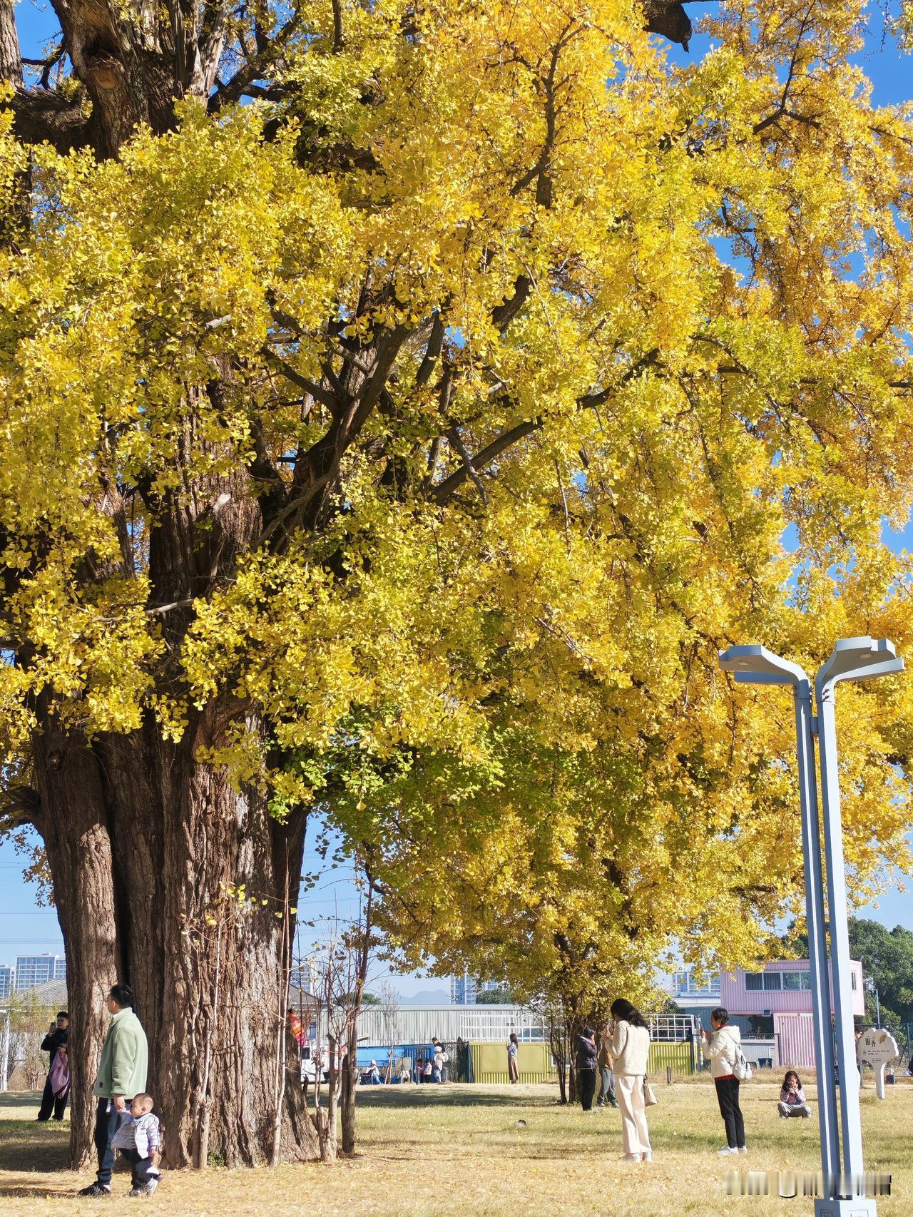 非常喜欢一位老人的感悟：所谓养老，不是靠别人来养你伺候你，而是把自己养得硬硬朗朗