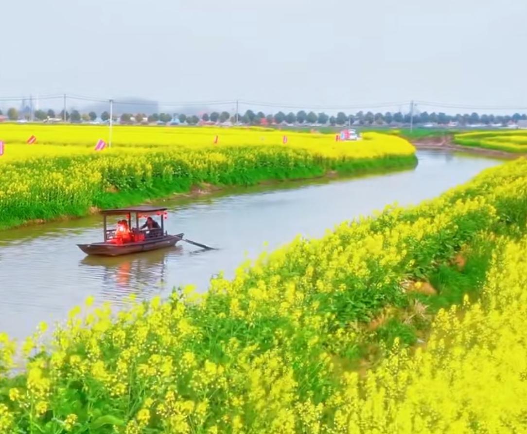 油菜花也要打农药吗最近，在网上看到部分地区用无人机免费为农户的油菜花打农药的消