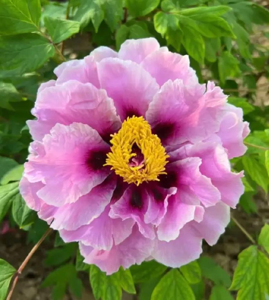 个人认为：人活一世，活到最后终结之时，就不应该比较，应该是放下。如果在终结之时，