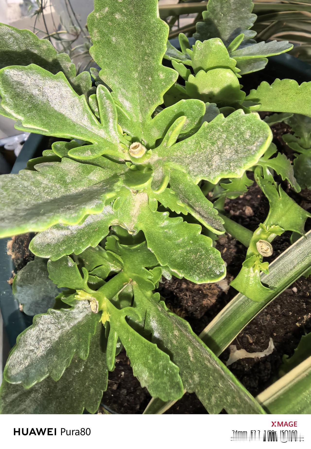 上周末把开败的长寿花都剪了，但是舍不得完全剪秃，留了一些枝条和叶片。一周过