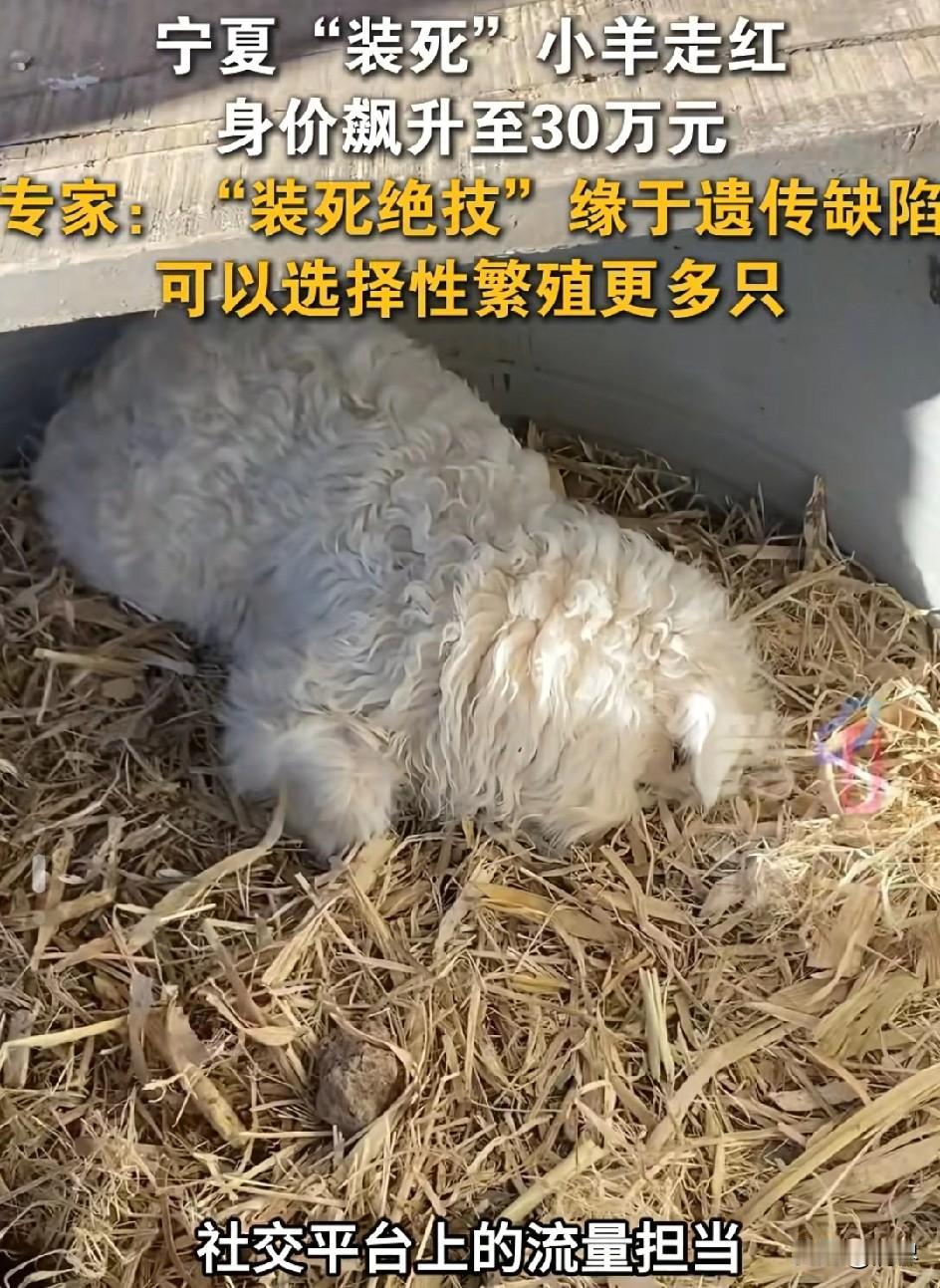 我敢说，这位农场主绝对会非常后悔！这只“会装死的小羊”，火遍网络后，有老板开价