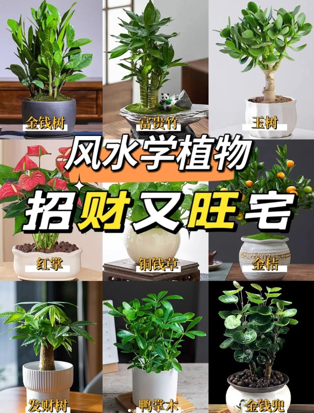 2025年必看！9种招财旺宅植物大揭秘💰