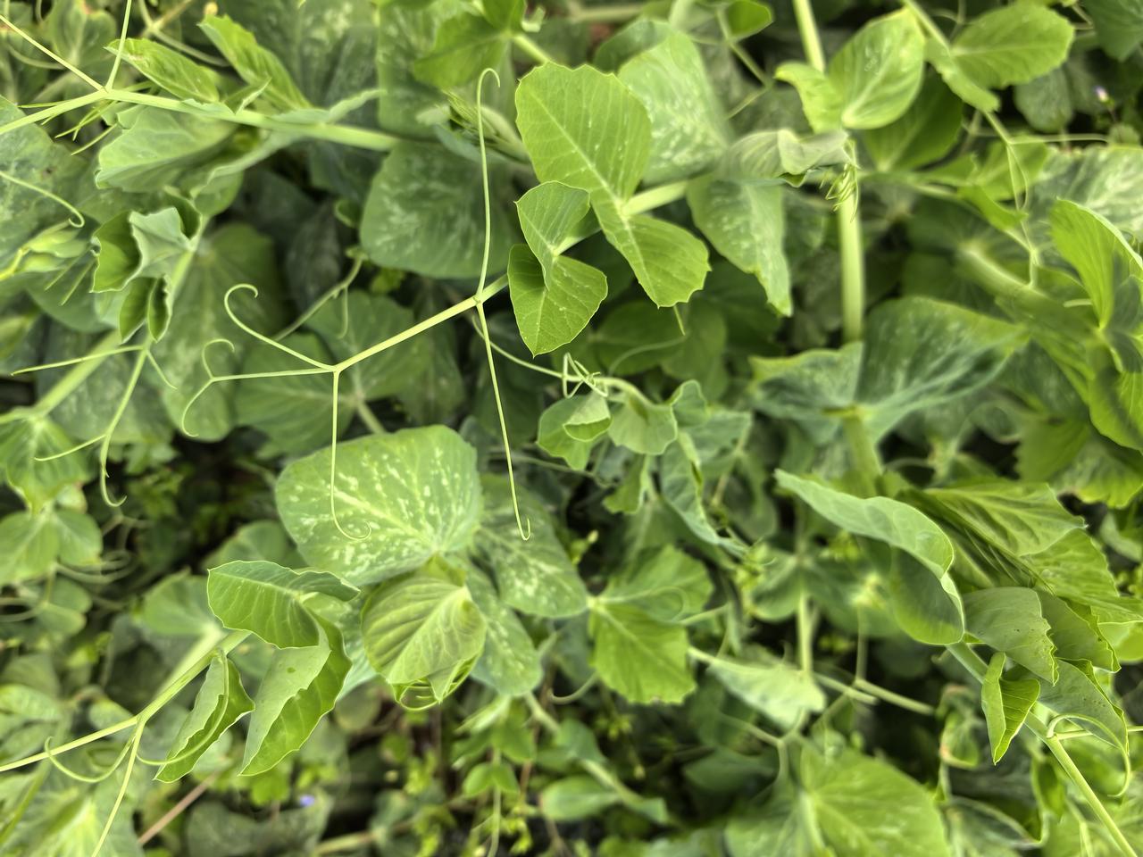 晒晒小菜园种植绿色蔬菜