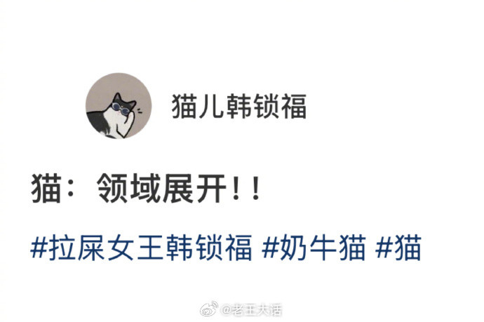 小猫除了猫窝哪里都喜欢