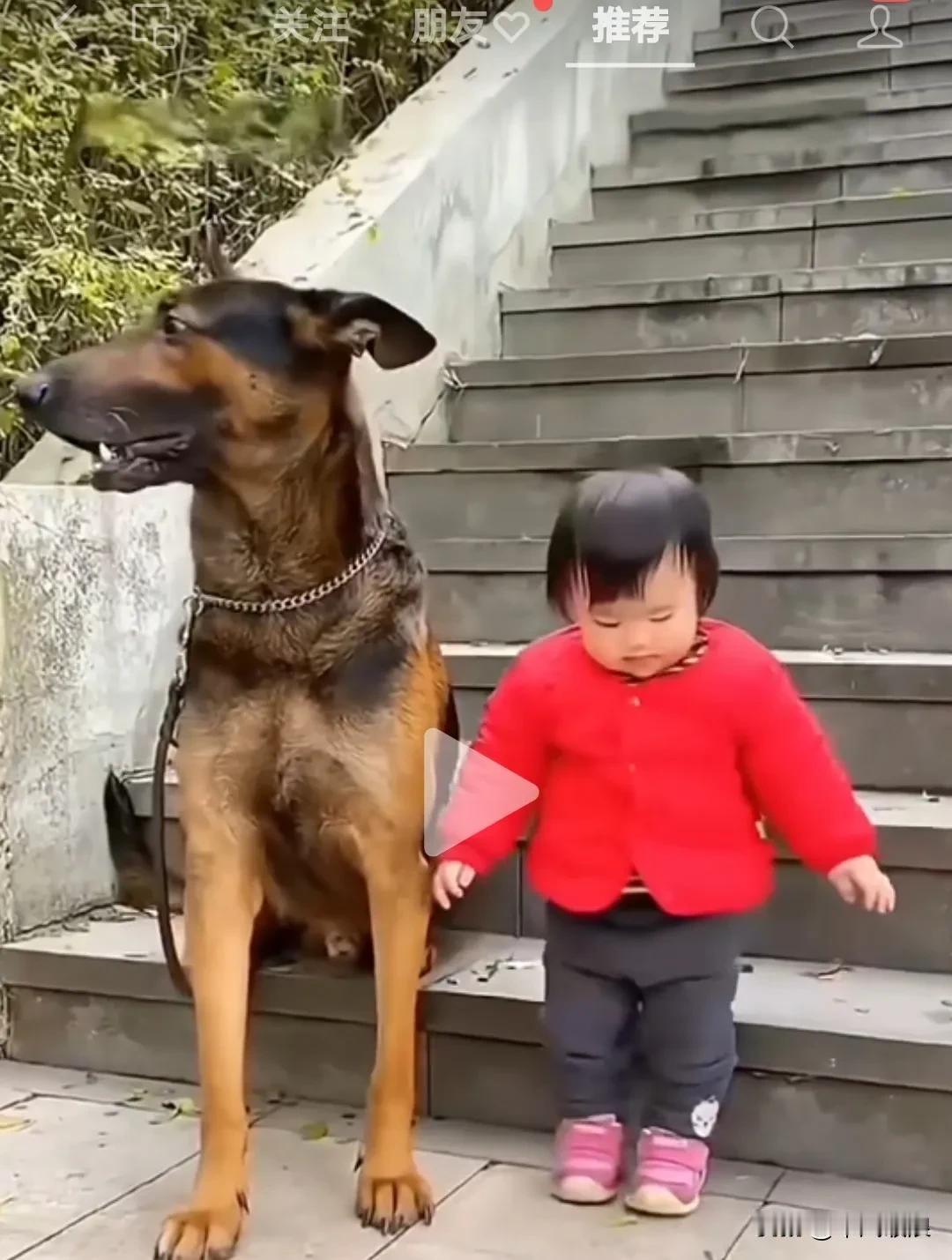 主人的妈妈吩咐马犬要照顾好小主人，自己要出去一趟。狗狗尽职尽责，叫小主人不要乱跑