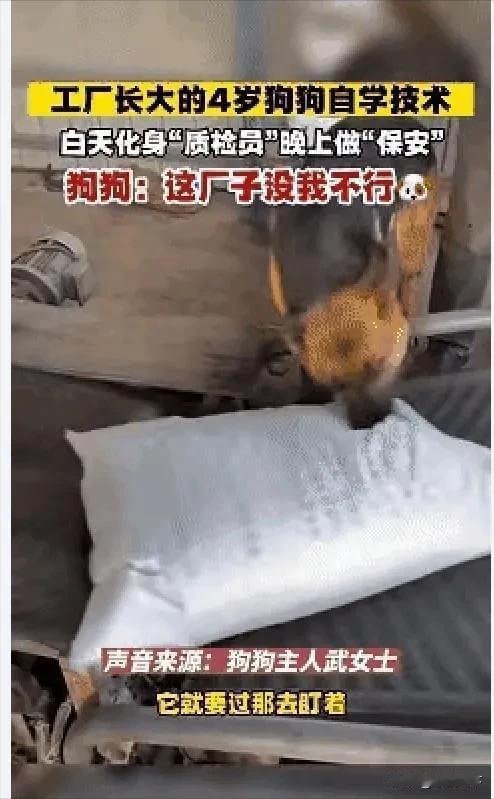 这是只报恩狗🐶！近日山西朔州，武女士有一家饲料加工厂，四年前收养了一只狗狗养在