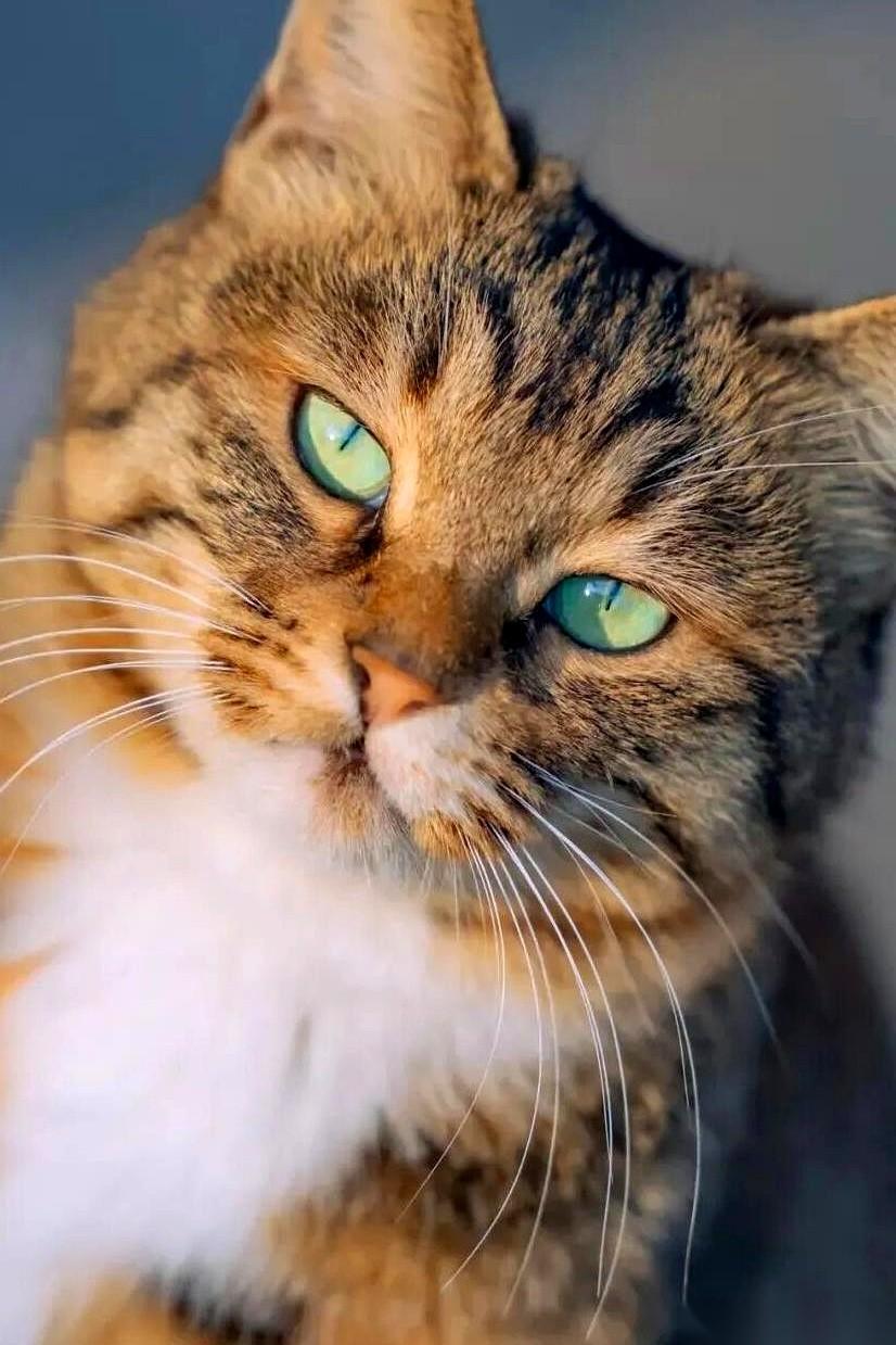 2024年3月17日吃晚饭时，一个小女孩抱着一只刚满月的小橘猫敲开了窗户。这只