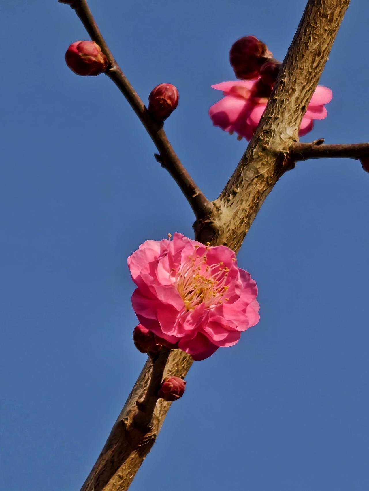 有谁近距离欣赏过梅花?