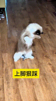 你瞅瞅这只小猫，真是个小机灵鬼！主人给它拿了个假鱼玩具，它先是用爪子扒来扒去，围