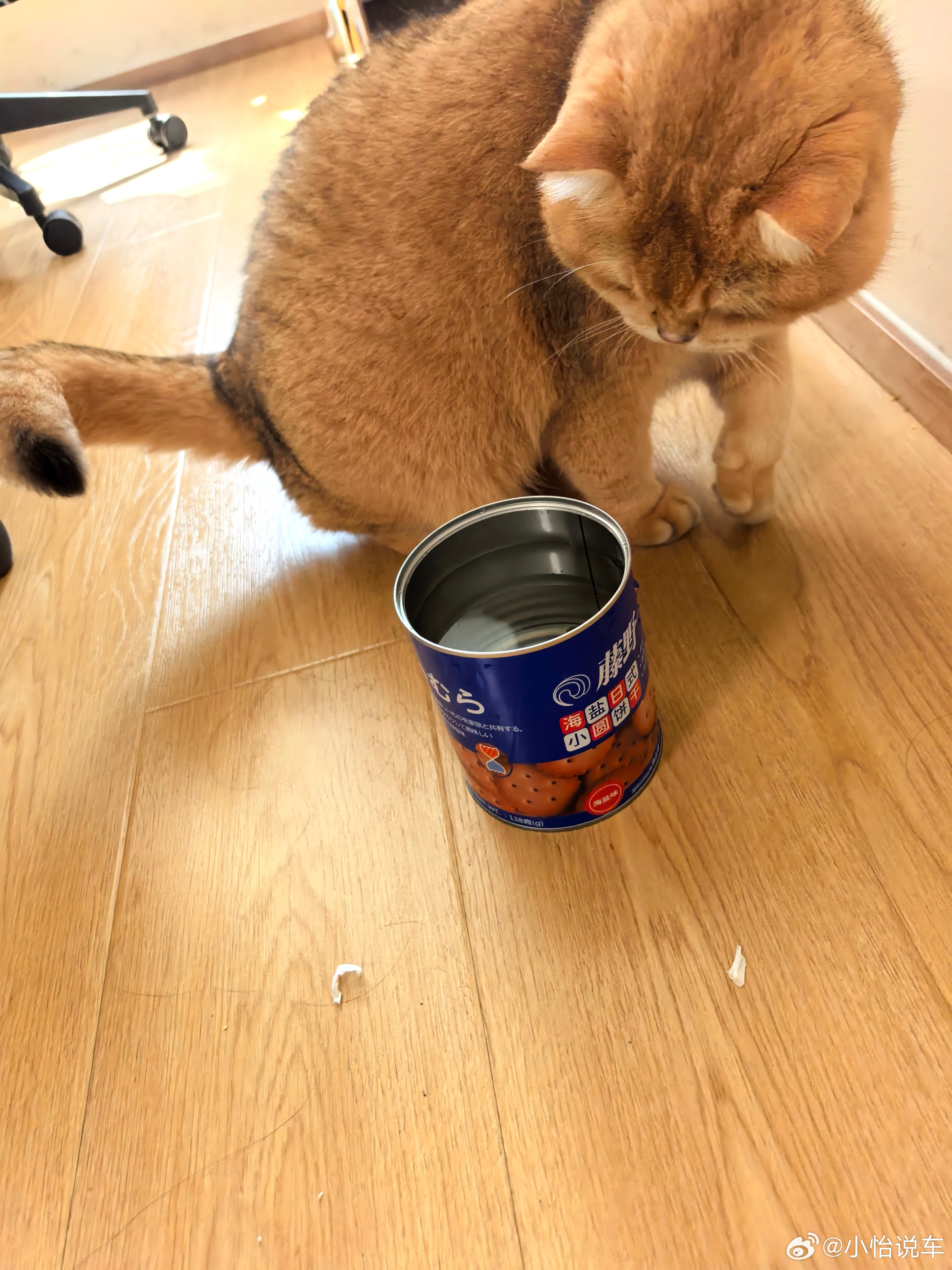 昨儿去河里捞了些小鱼苗，今天拿公司给我的猫崽子瞧，它眼睛都黏在上面了，这想吃鱼的