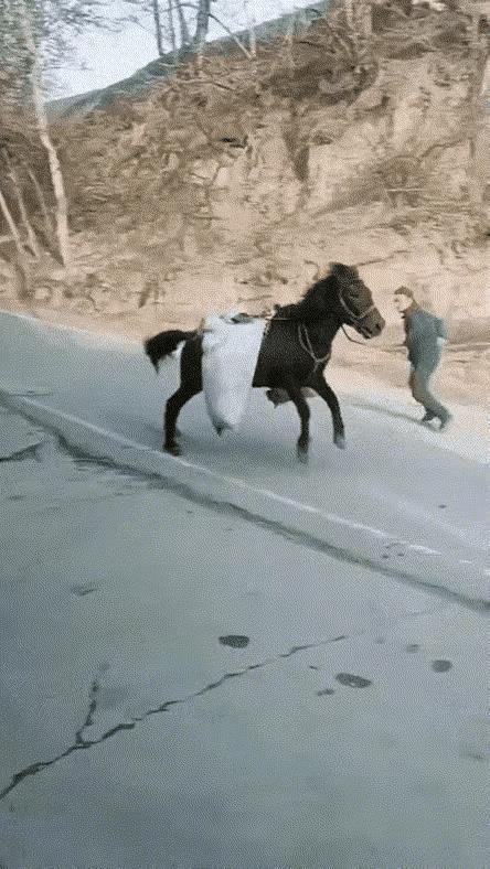 这是主人在训练马吗？显然不是，是马不愿负重，尥蹶子了。马是不少