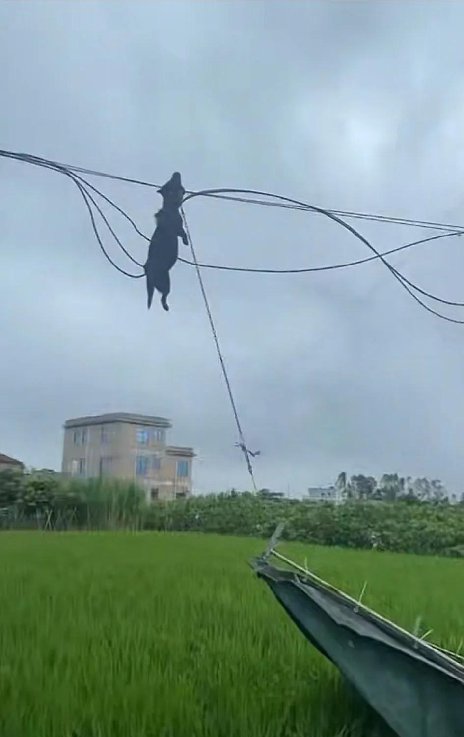 狗子这次真的上天了。这次的桦加沙台风真的是太恐怖了，这只小黑从视频中看是绑在船