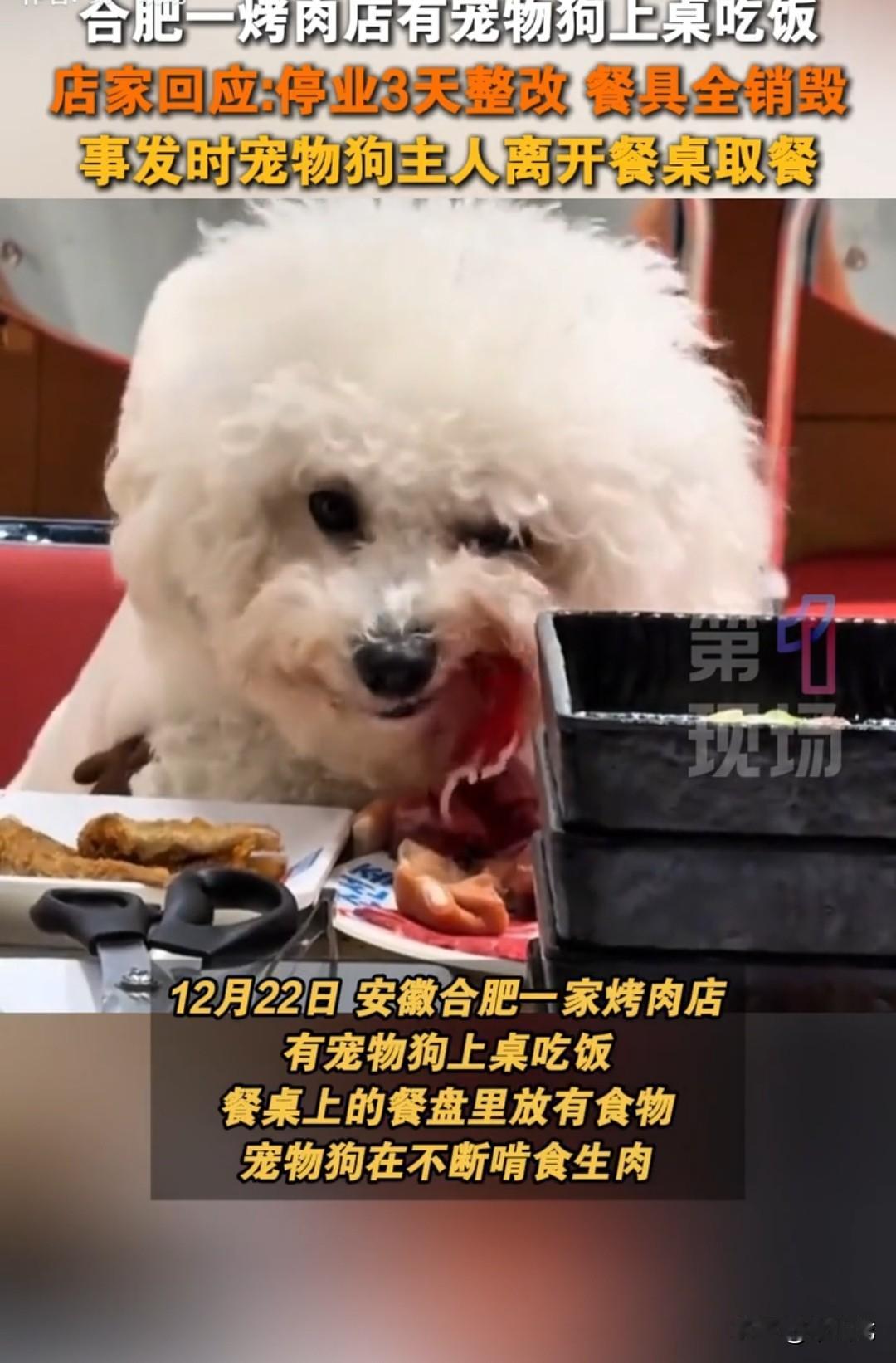 女子带着宠物狗进烤肉店吃烤肉，狗狗一进店就乖巧地蹲在主人脚下，不吵也不闹，也不乱