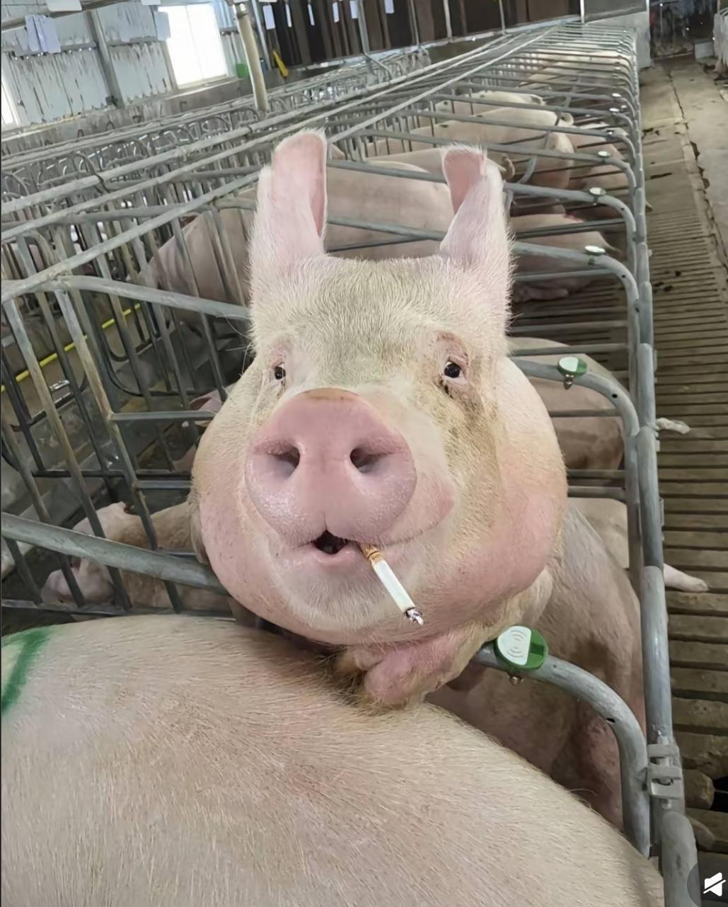 清华硕士放弃大厂offer去养猪，一年净赚百万，他的选择让同学沉默了清华硕