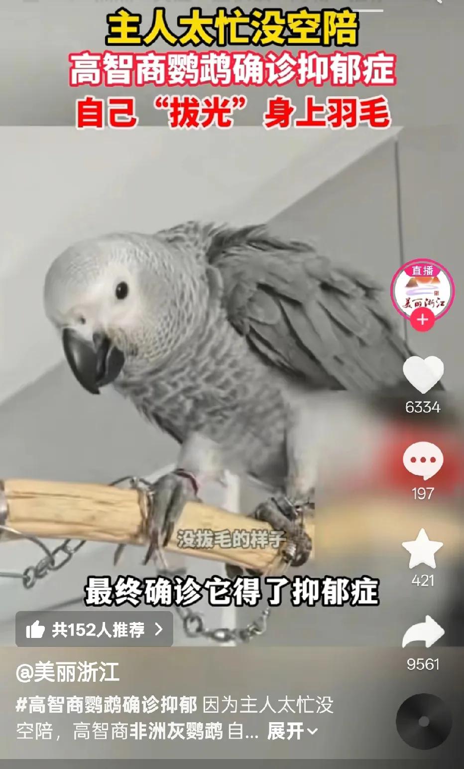 原来鹦鹉🦜的智商还挺高，高到它竟然得了抑郁症！😯看到这个新闻，长见识了，