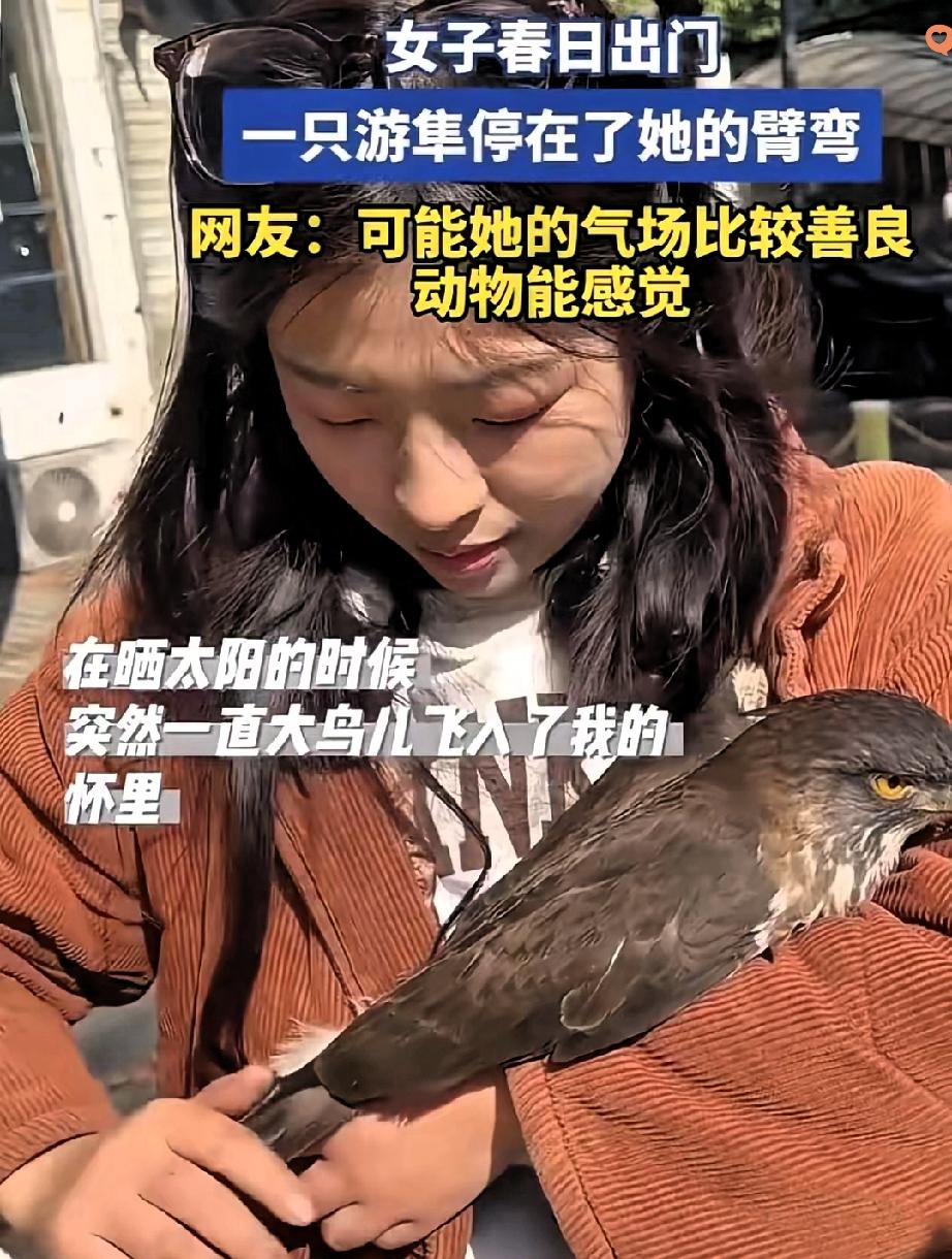 缘分真的太奇妙了！女子正晒着太阳，一只大鸟竟径直扑进她怀里，检查过后发现鸟儿