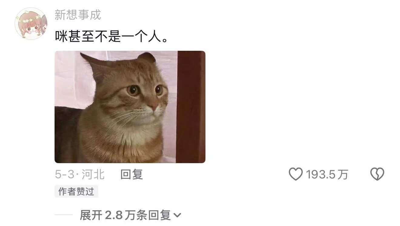 小猫咪就是最棒的!