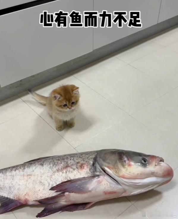 猫今天这菜挺硬啊咪的天，今天这菜真够硬的