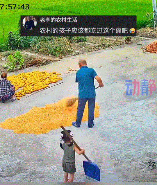 “不听老人言，吃亏在眼前”！湖北，爷爷在院子晾晒玉米，这孙女则在一旁玩耍铲子。爷