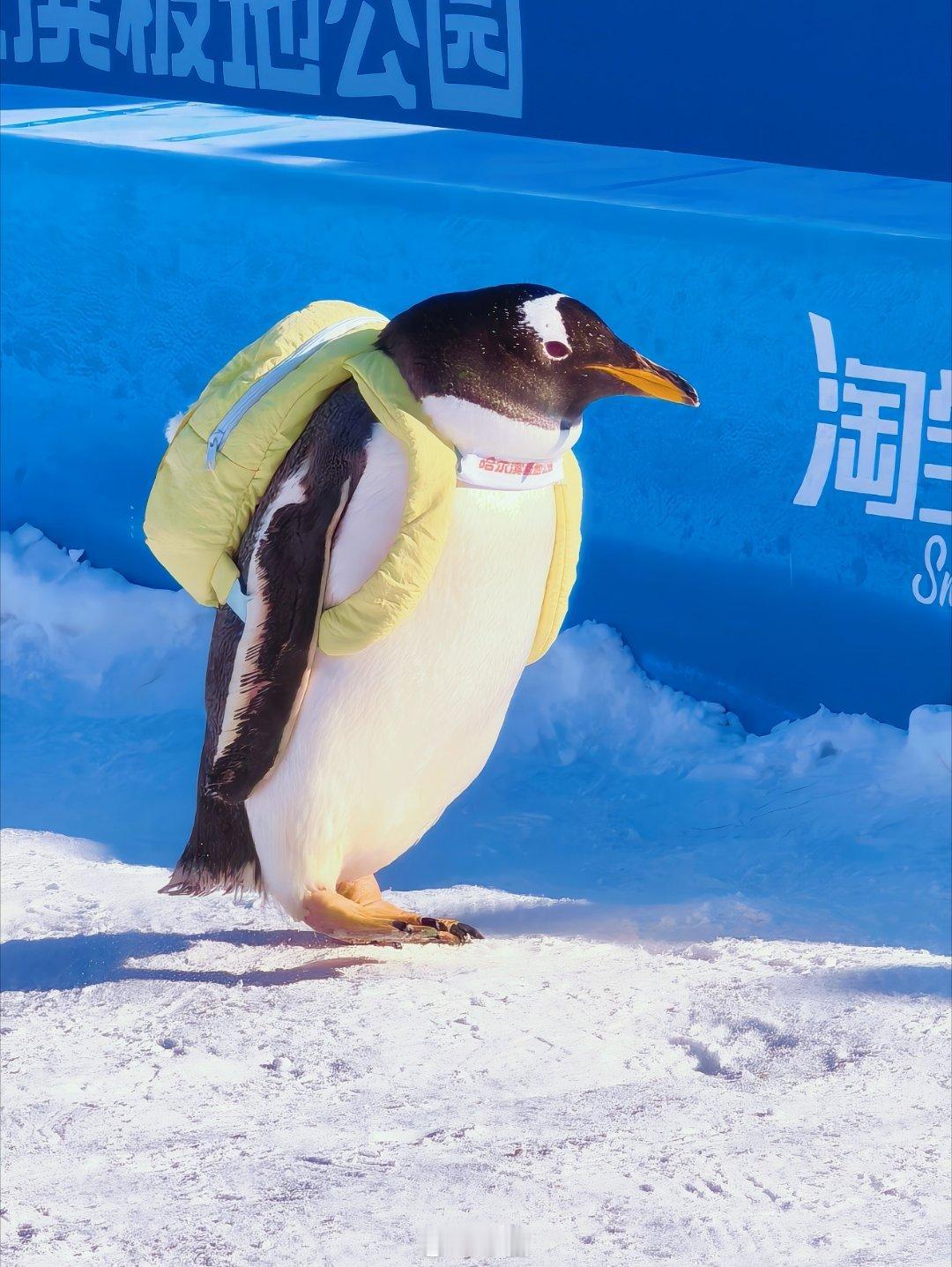 万千气象看龙江作为旅行博主，我觉得哈尔滨极地公园最厉害的不是动物，而是它的“造