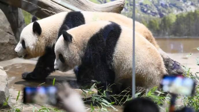 日本大熊猫快要到期，厚着脸皮向中国要新的，网友：你们跟黑熊玩挺好据日媒报道，