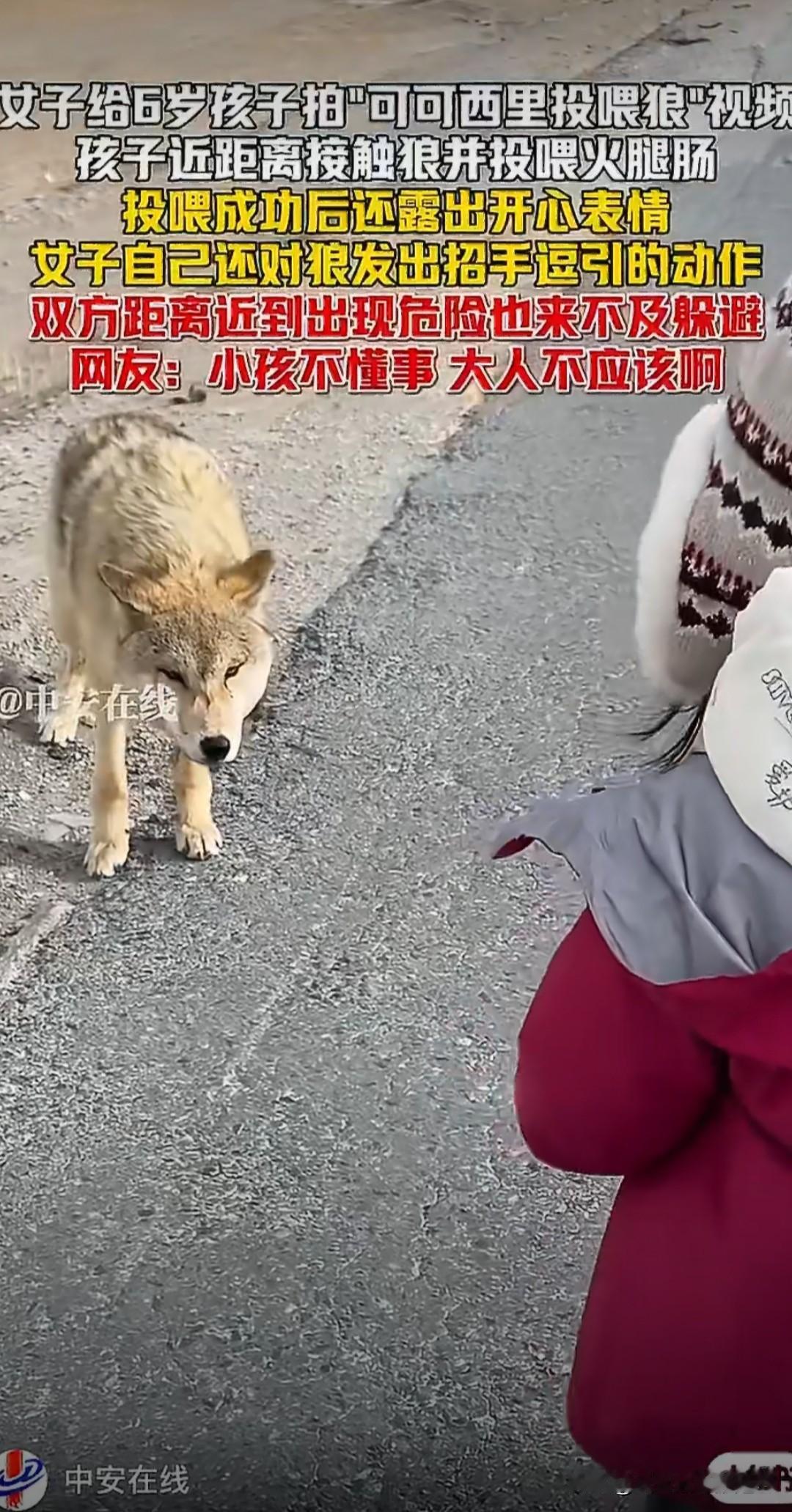 这是狼，野兽，真的是无知者无畏，上来一口怎么办？（一把年纪活在……）