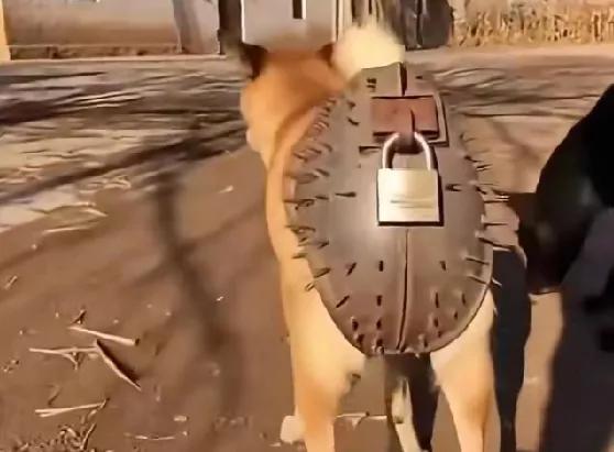 [奇闻！变态主人给自家狗狗制作"贞操带"。]谓自家狗狗品种优良，不能被品种低质