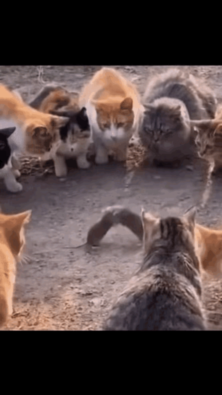 事实证明，外有强敌，自己却在内耗。